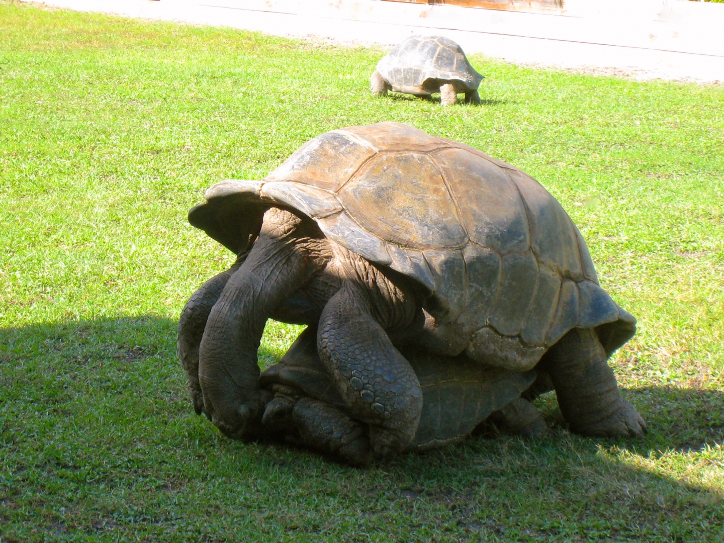 ALDABRAMAN // ALDABRA TORTOISE BREEDERS
