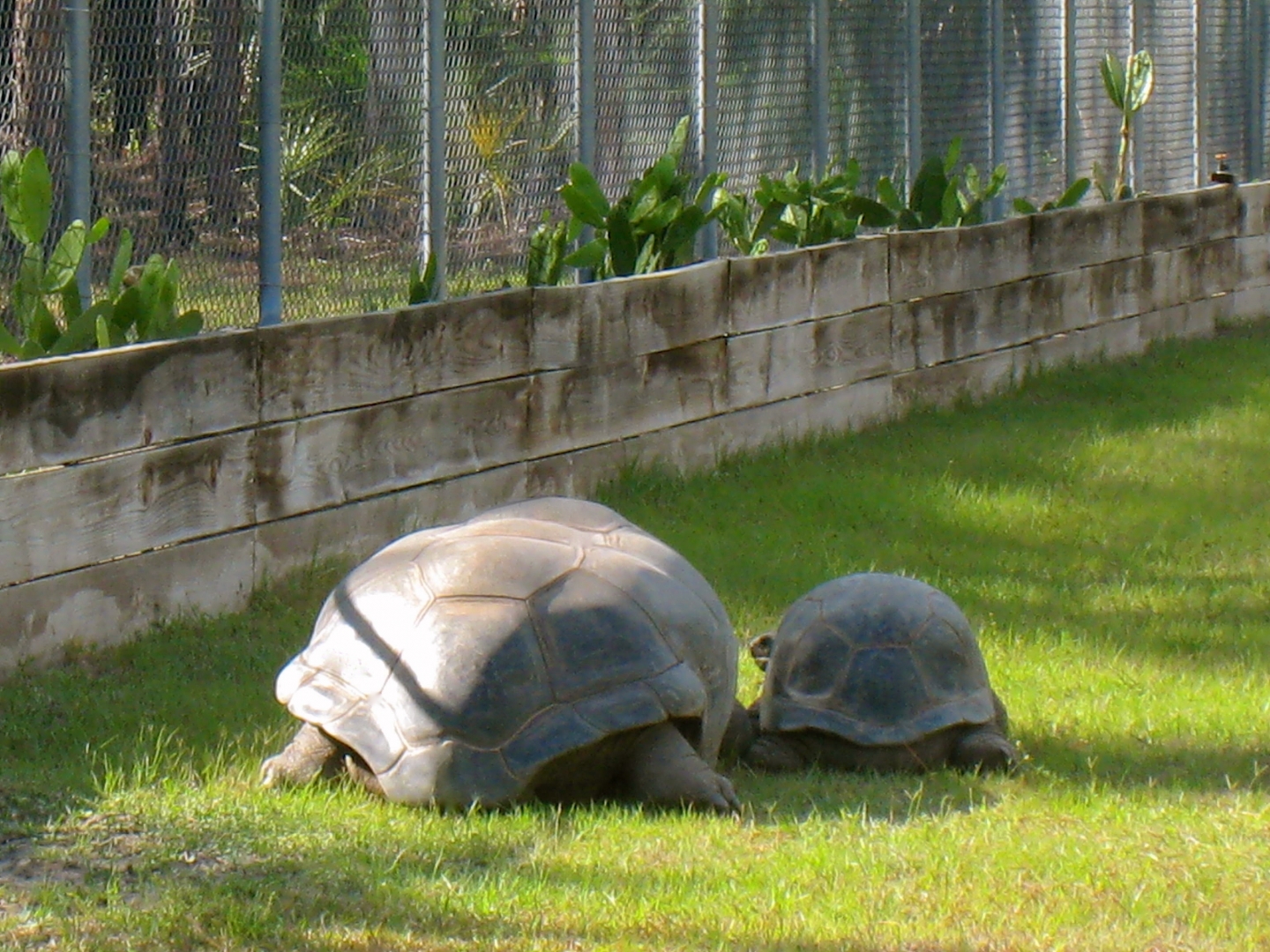 ALDABRAMAN // ALDABRA TORTOISE BREEDERS