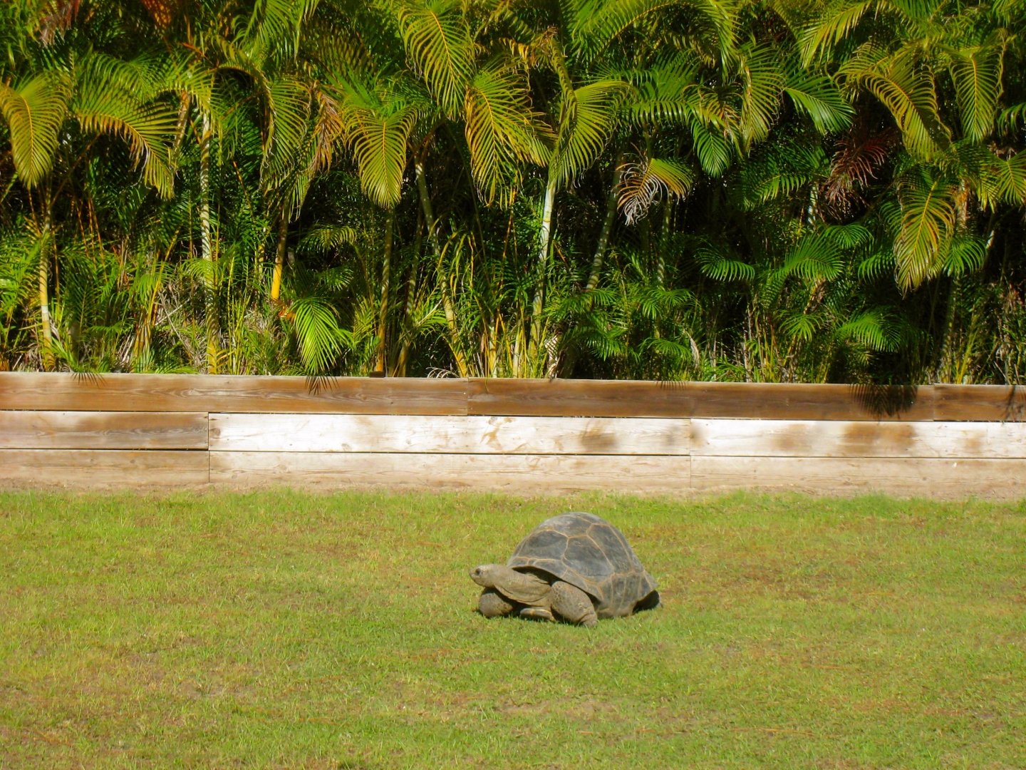 ALDABRAMAN // ALDABRA TORTOISE BREEDERS