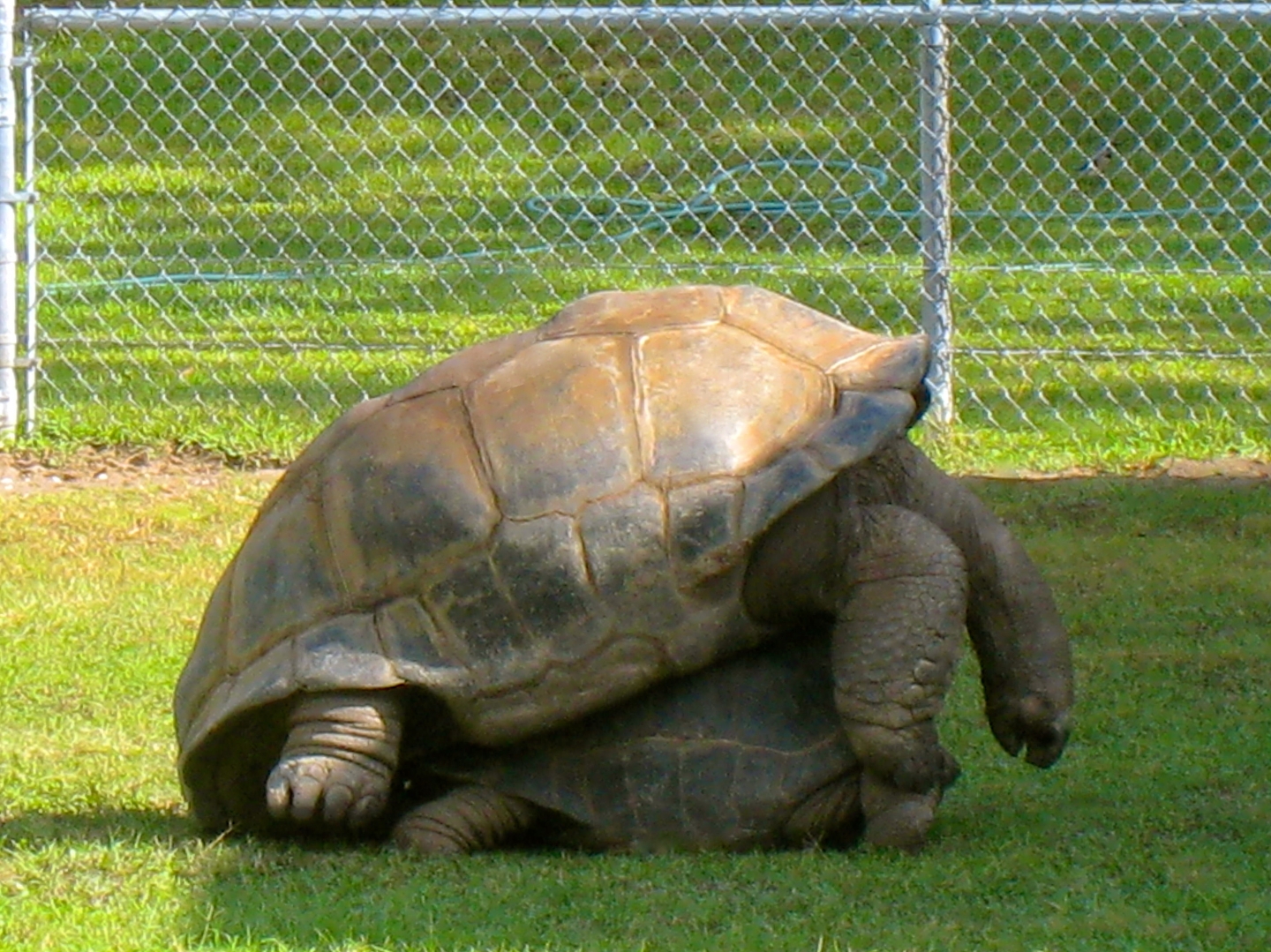 ALDABRAMAN // ALDABRA TORTOISE BREEDERS