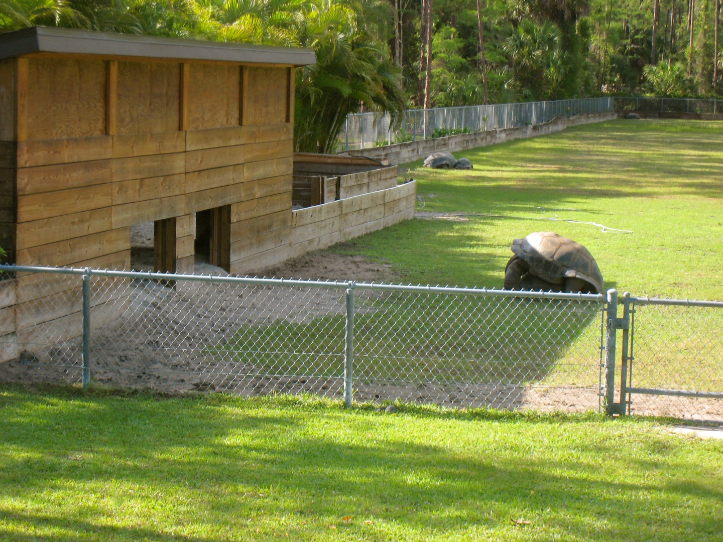 ALDABRAMAN // ALDABRA TORTOISE BREEDERS