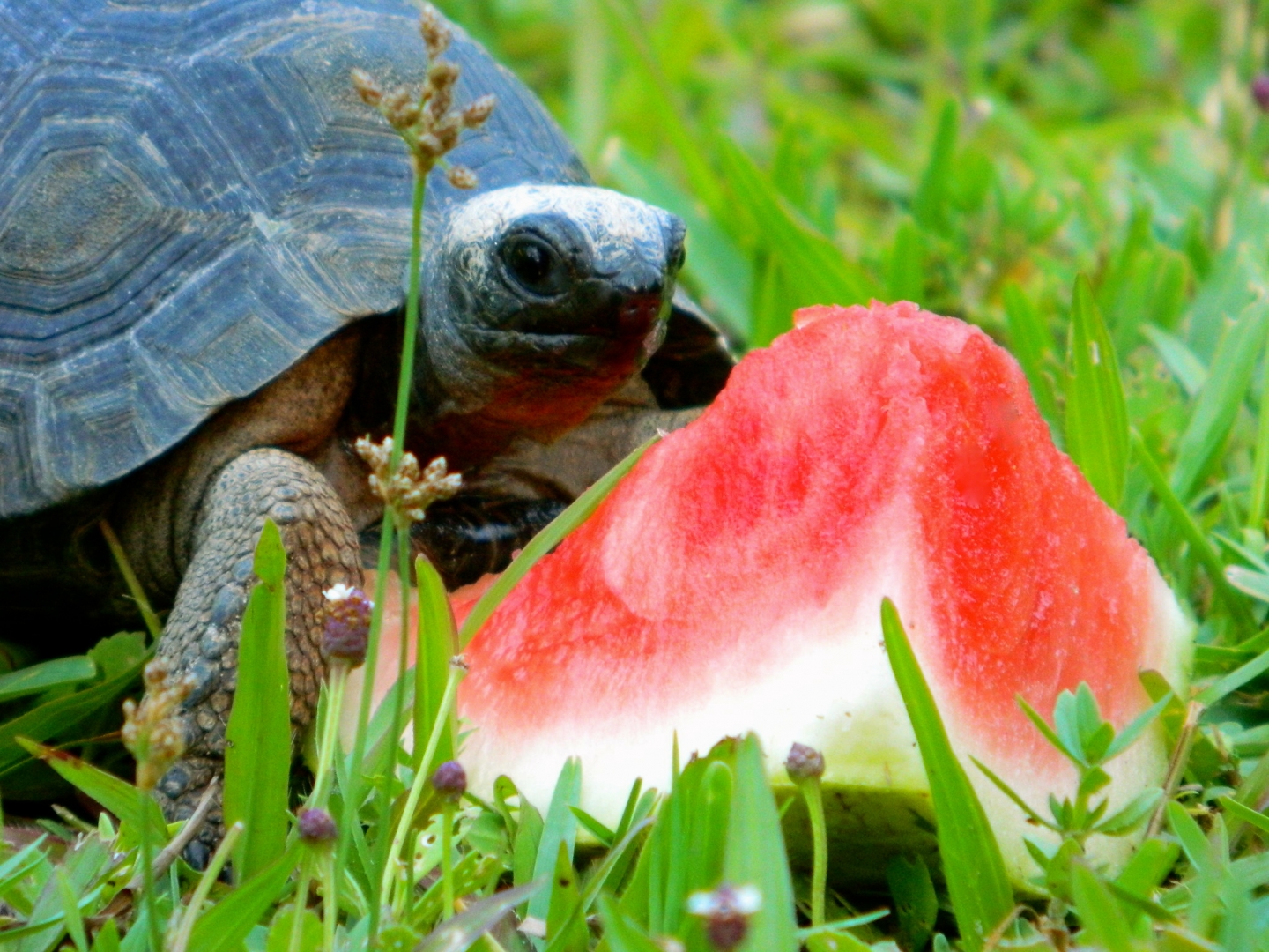 ALDABRAMAN // ALDABRA TORTOISE BREEDERS