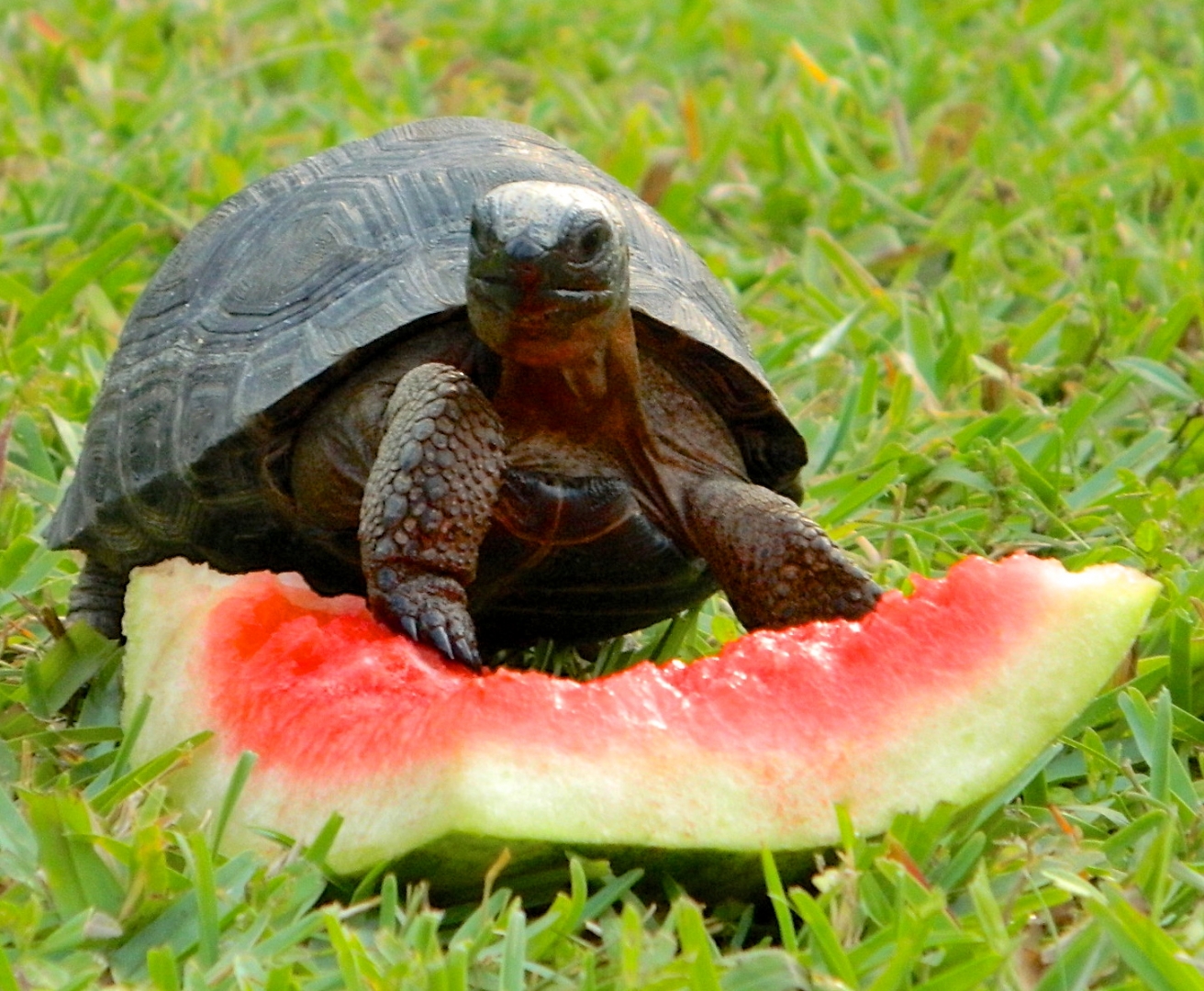 ALDABRAMAN // ALDABRA TORTOISE BREEDERS
