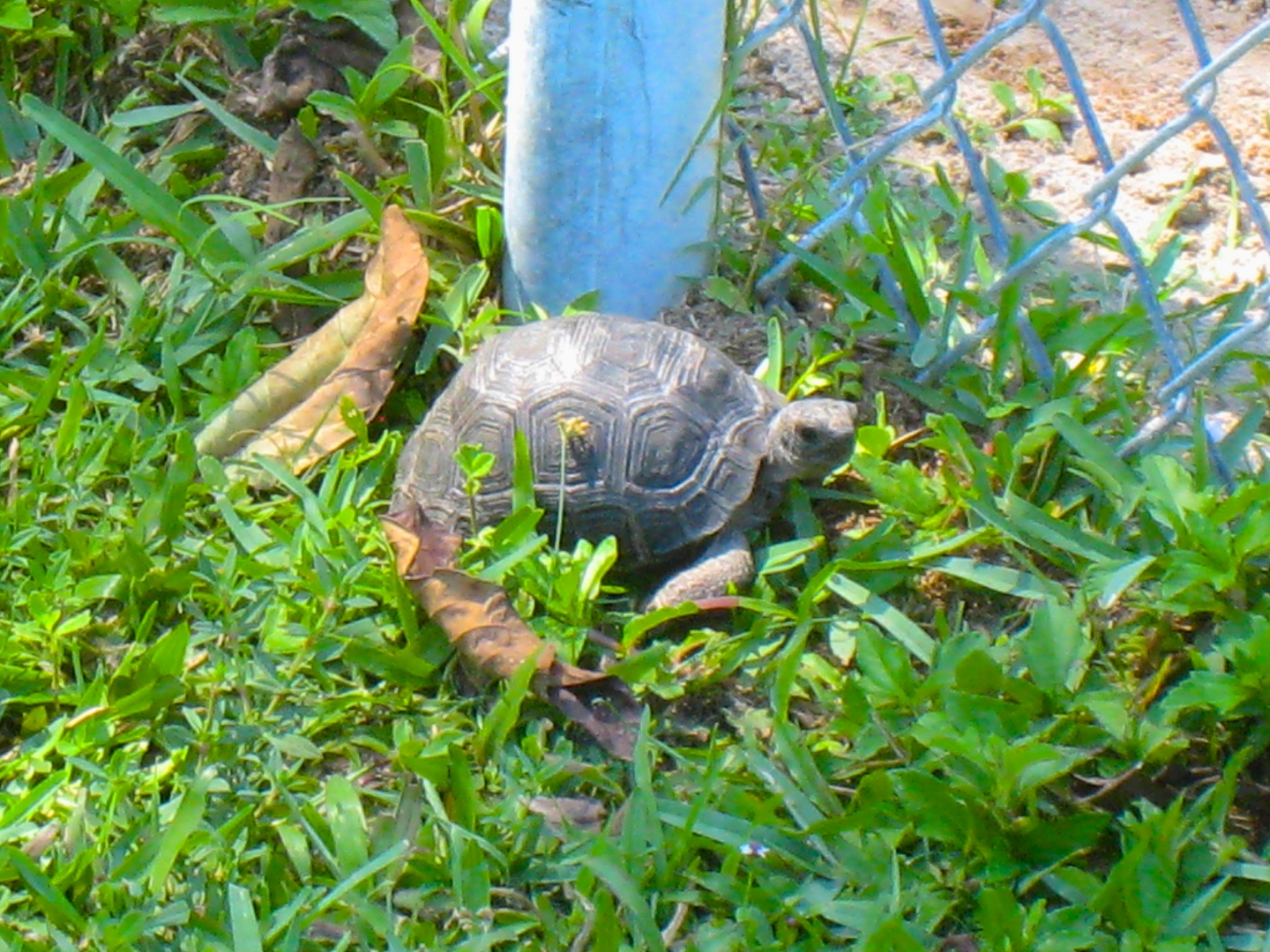 ALDABRAMAN // ALDABRA TORTOISE BREEDERS