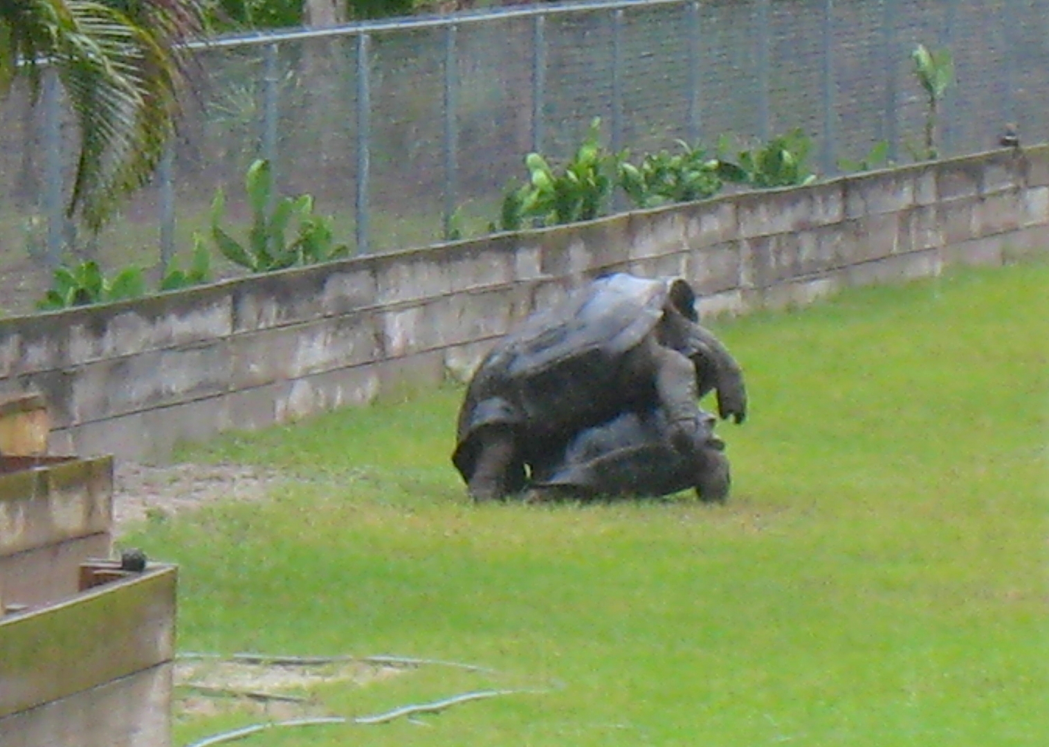 ALDABRAMAN // ALDABRA TORTOISE BREEDERS