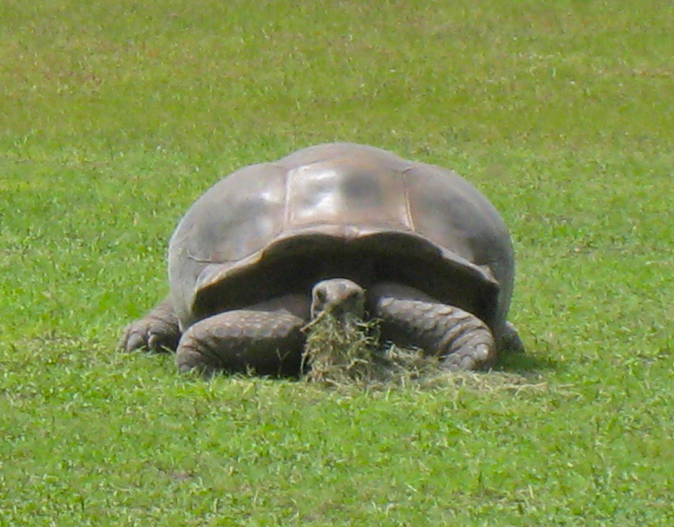 ALDABRAMAN // ALDABRA TORTOISE BREEDERS