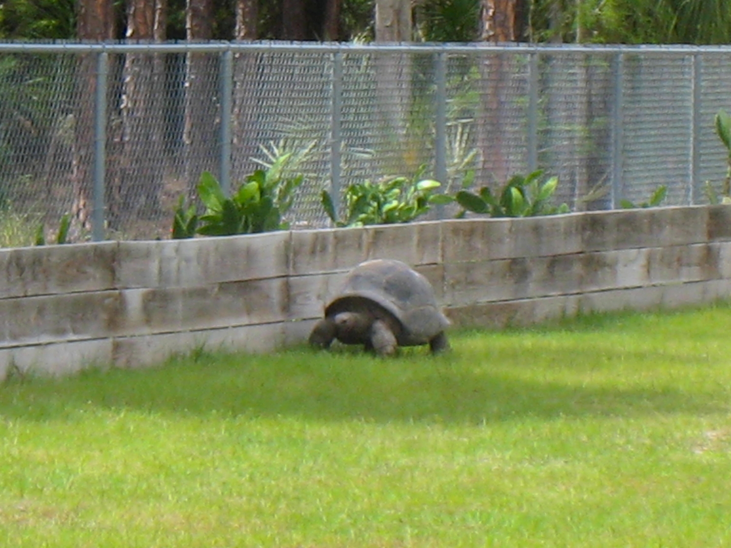ALDABRAMAN // ALDABRA TORTOISE BREEDERS