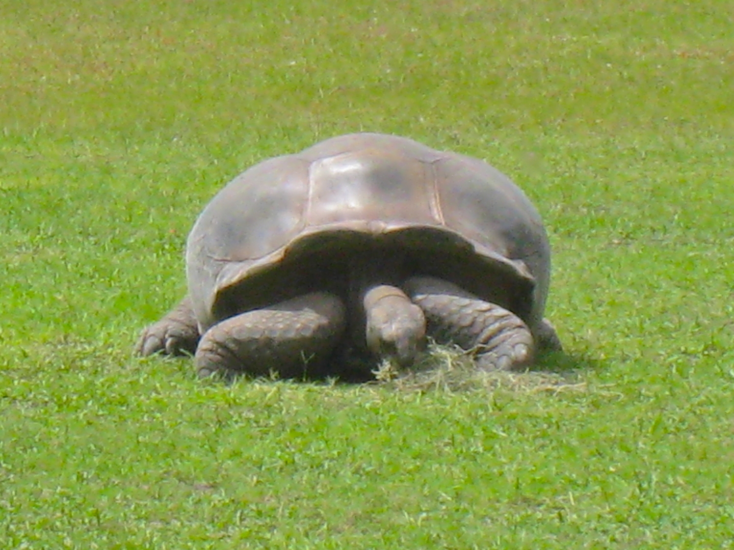 ALDABRAMAN // ALDABRA TORTOISE BREEDERS