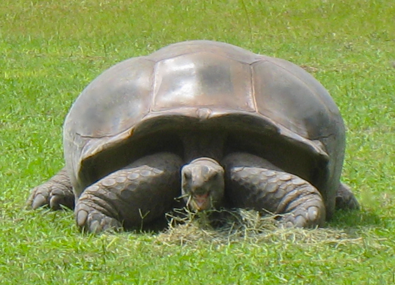 ALDABRAMAN // ALDABRA TORTOISE BREEDERS