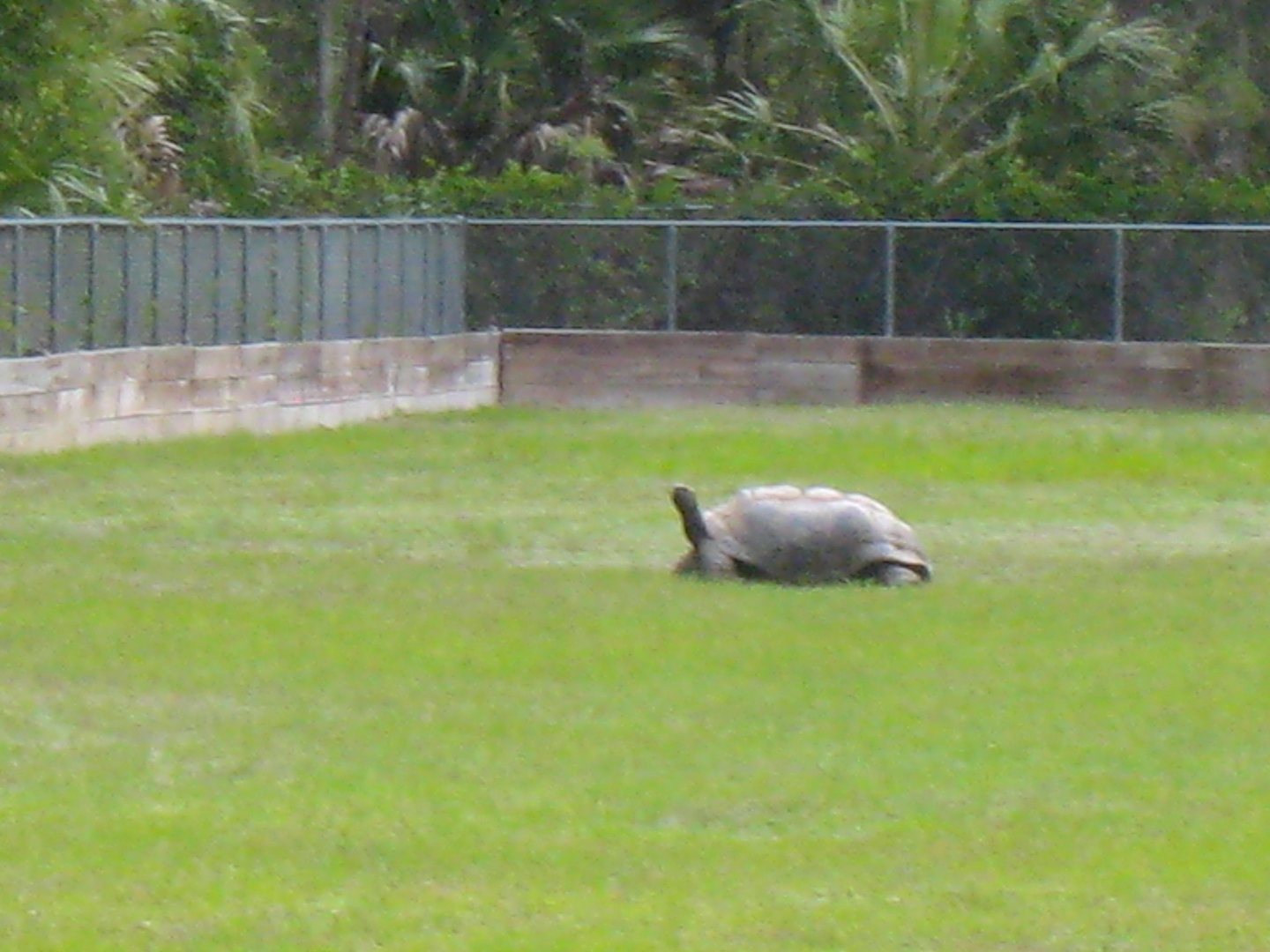 ALDABRAMAN // ALDABRA TORTOISE BREEDERS