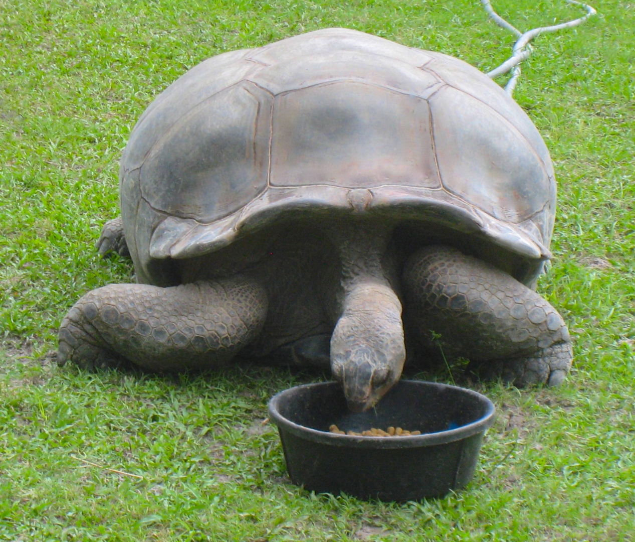 ALDABRAMAN // ALDABRA TORTOISE BREEDERS