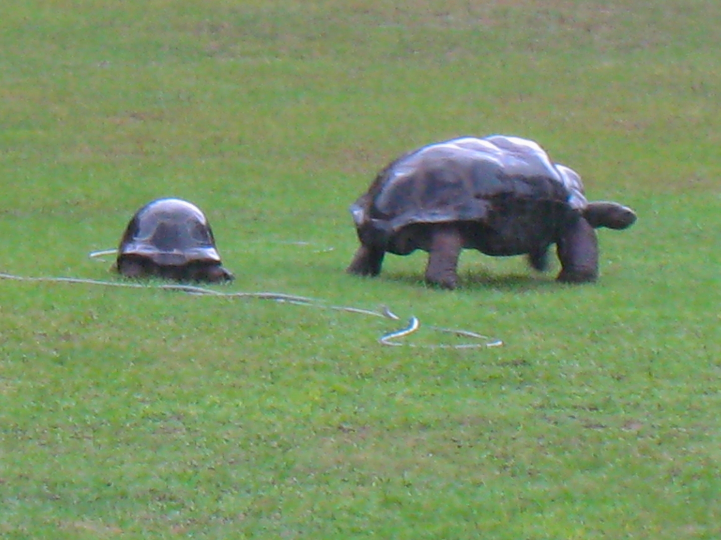 ALDABRAMAN // ALDABRA TORTOISE BREEDERS