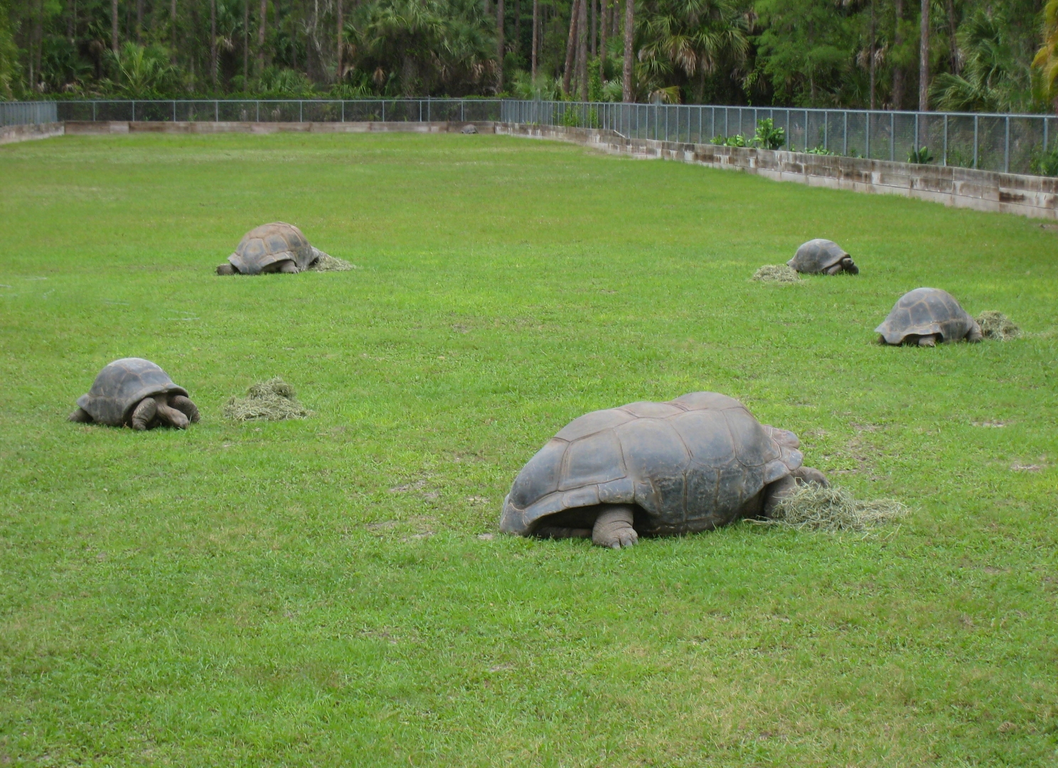 ALDABRAMAN // ALDABRA TORTOISE BREEDERS