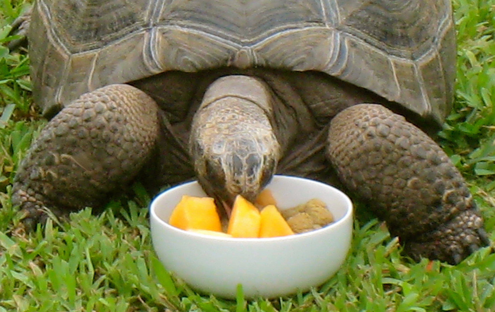 ALDABRAMAN // ALDABRA TORTOISE BREEDERS