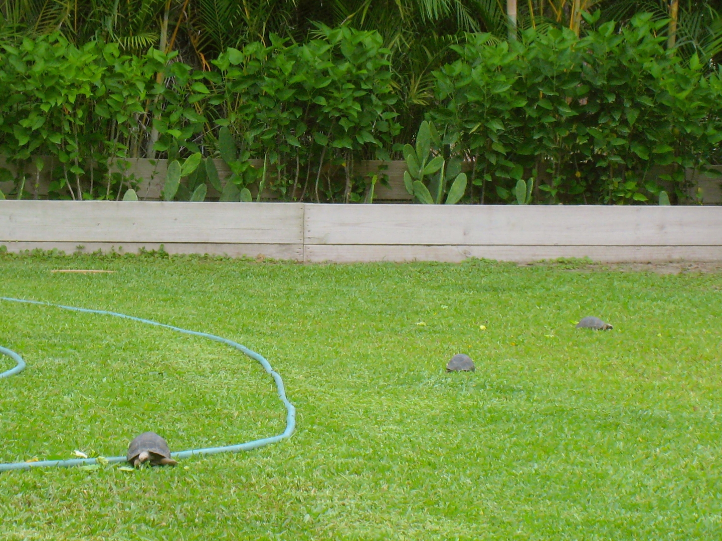 ALDABRAMAN // ALDABRA TORTOISE BREEDERS
