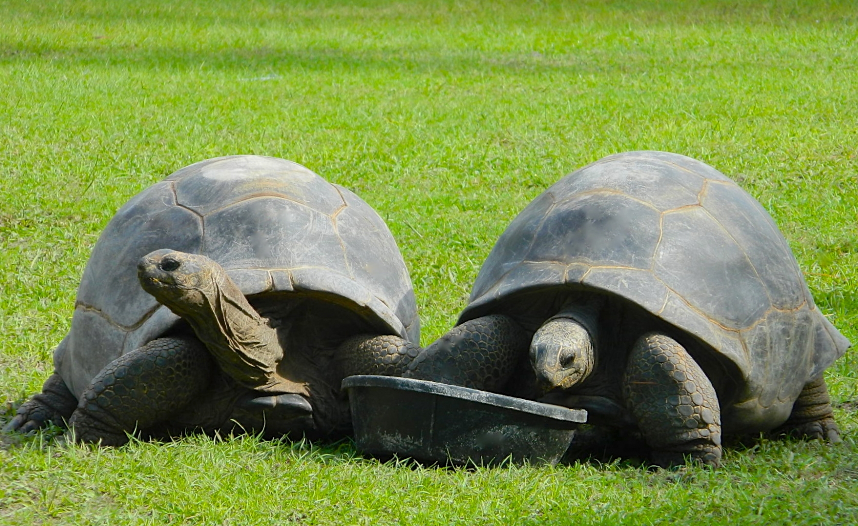 ALDABRAMAN // ALDABRA TORTOISE BREEDERS