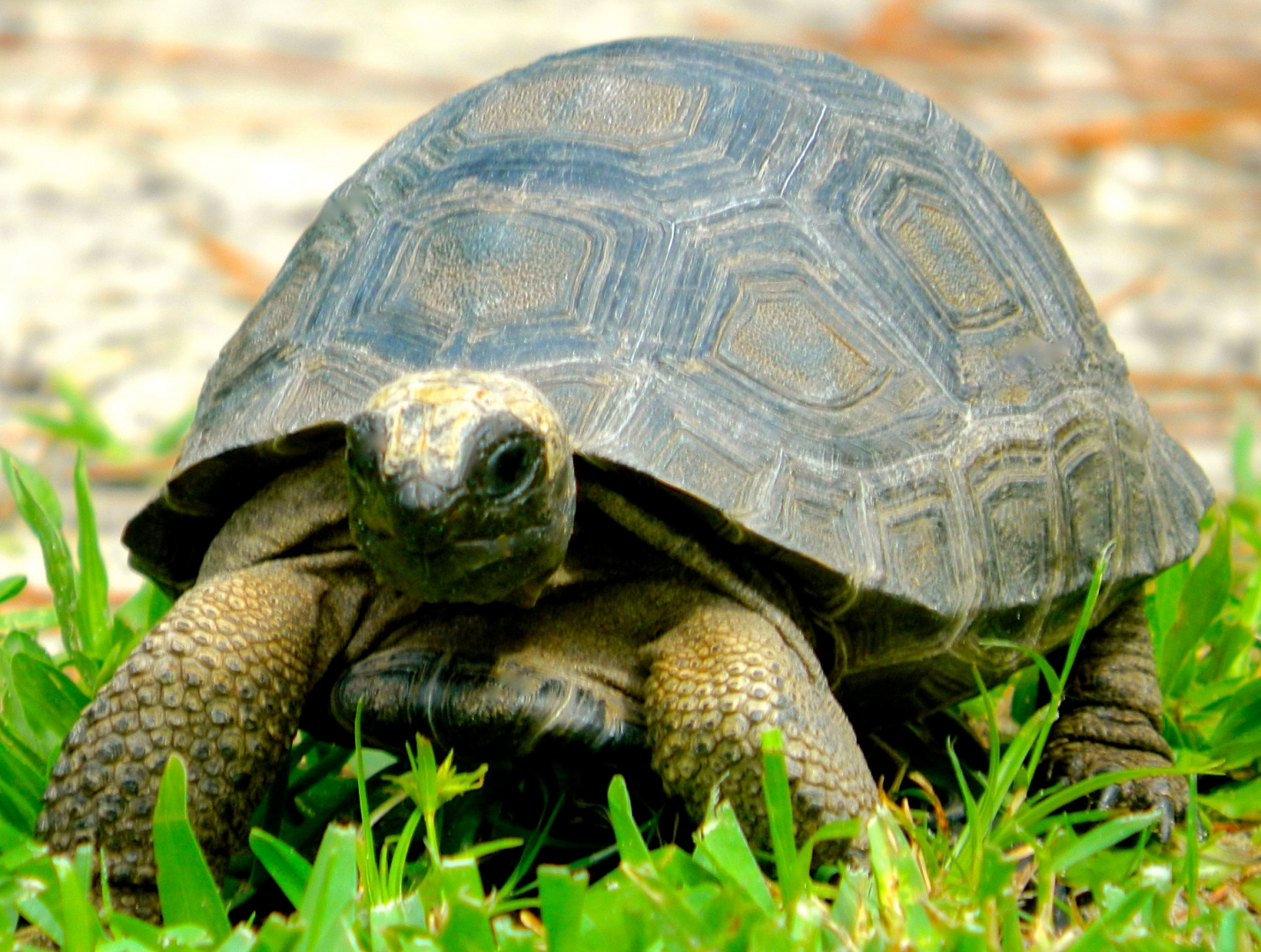 ALDABRAMAN // ALDABRA TORTOISE BREEDERS