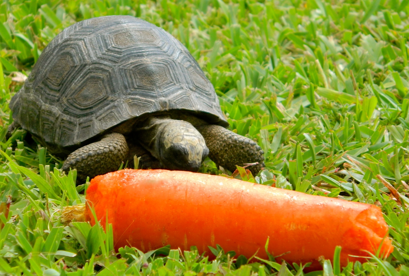 ALDABRAMAN // ALDABRA TORTOISE BREEDERS