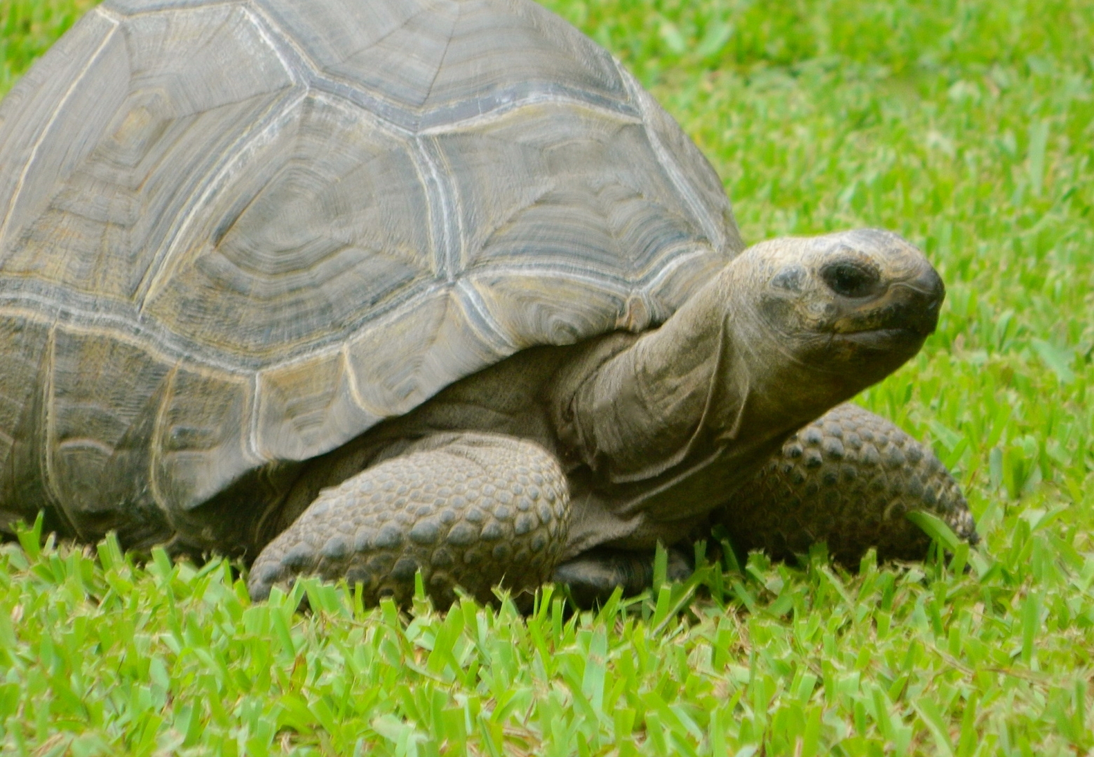 ALDABRAMAN // ALDABRA TORTOISE BREEDERS