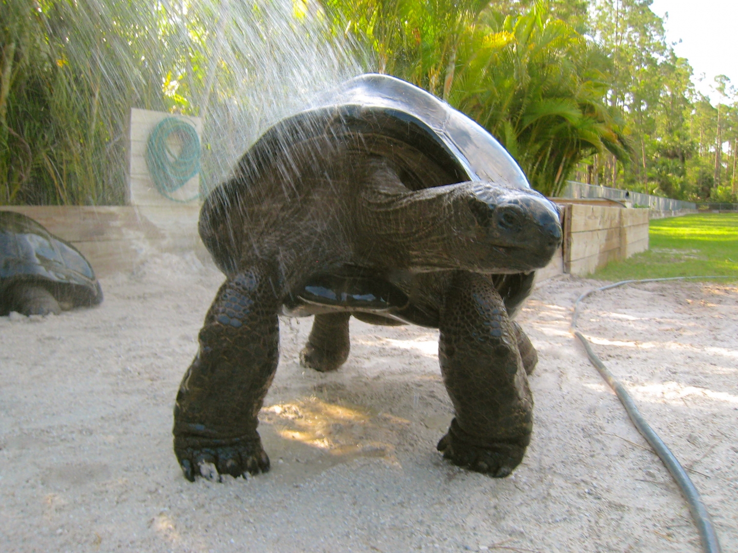 ALDABRAMAN // ALDABRA TORTOISE BREEDERS