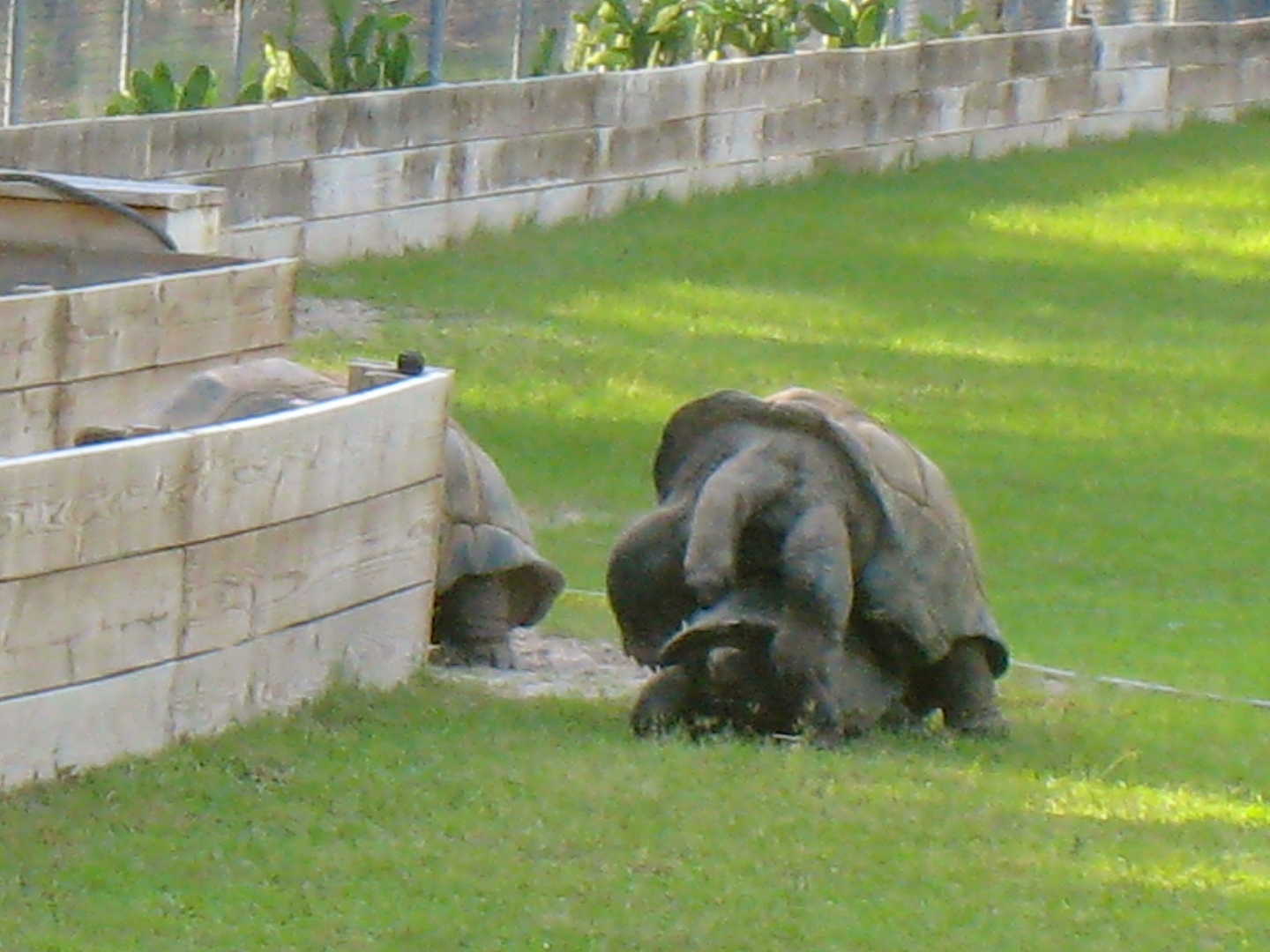 ALDABRAMAN // ALDABRA TORTOISE BREEDERS