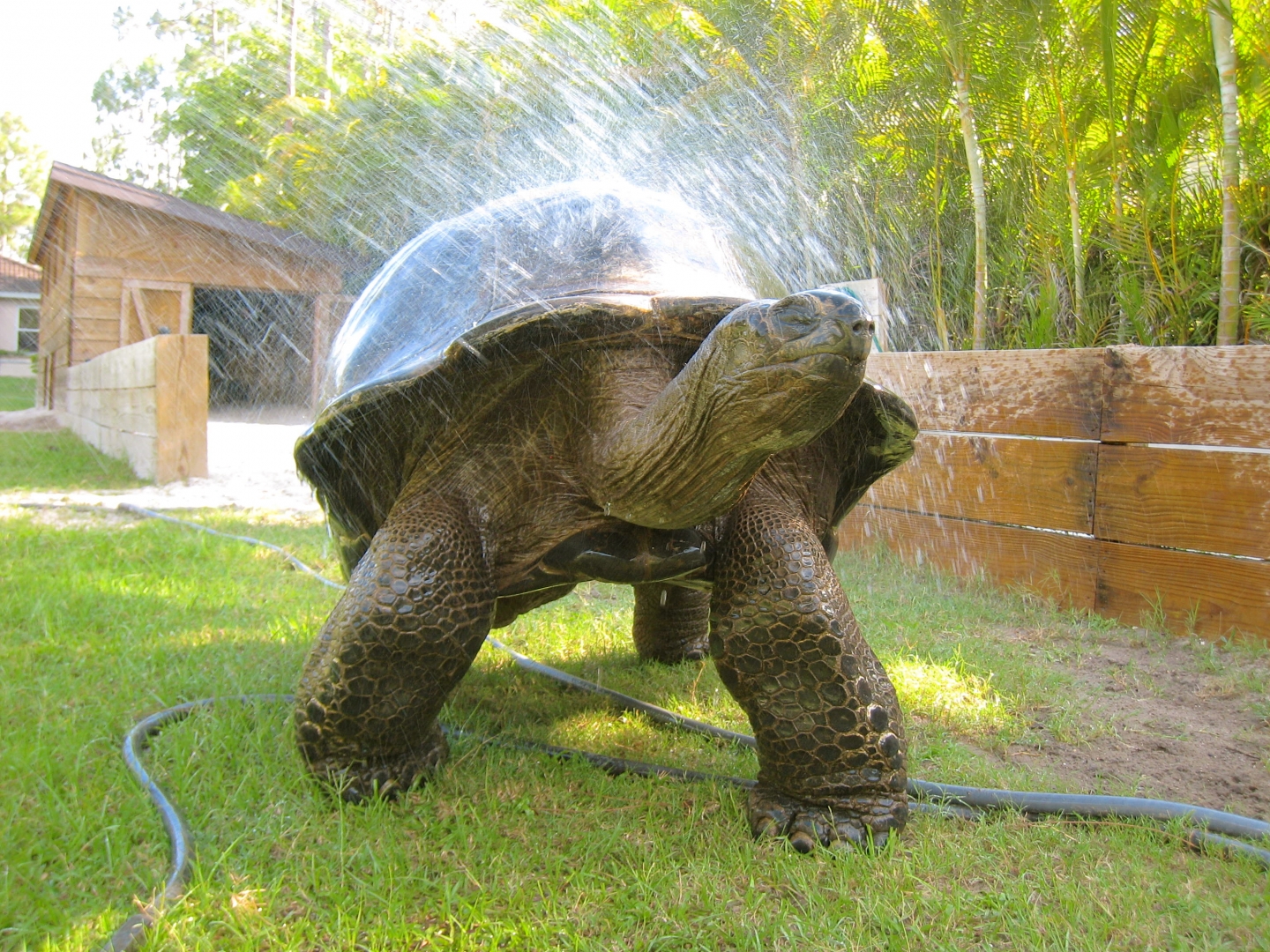 ALDABRAMAN // ALDABRA TORTOISE BREEDERS