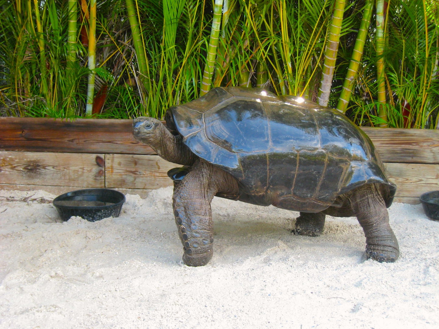 ALDABRAMAN // ALDABRA TORTOISE BREEDERS