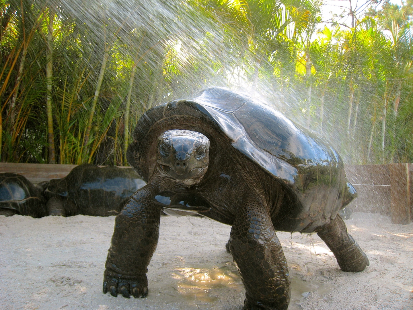 ALDABRAMAN // ALDABRA TORTOISE BREEDERS