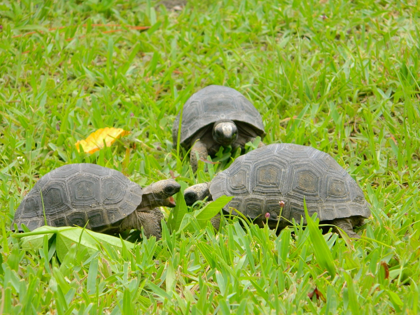 ALDABRAMAN // ALDABRA TORTOISE BREEDERS