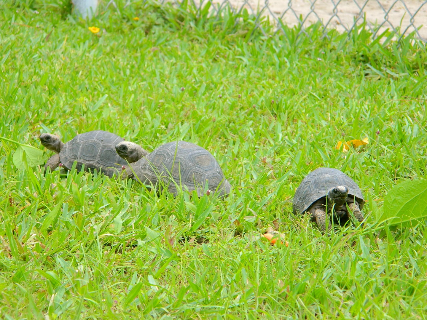 ALDABRAMAN // ALDABRA TORTOISE BREEDERS
