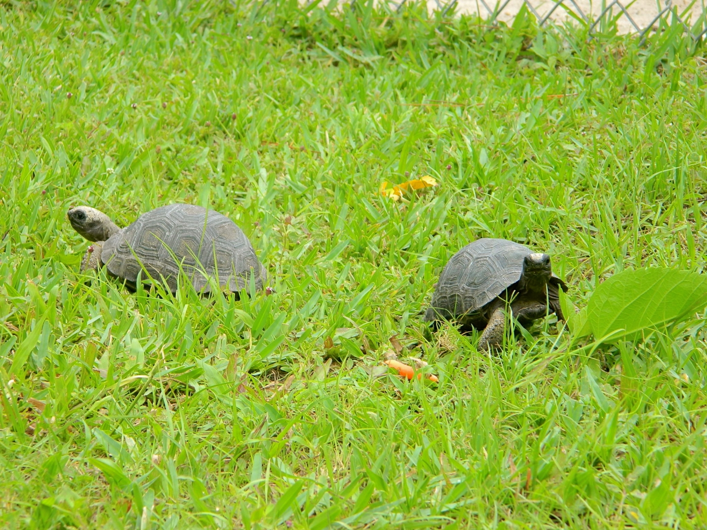 ALDABRAMAN // ALDABRA TORTOISE BREEDERS