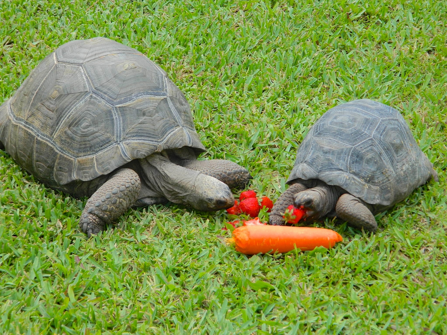 ALDABRAMAN // ALDABRA TORTOISE BREEDERS