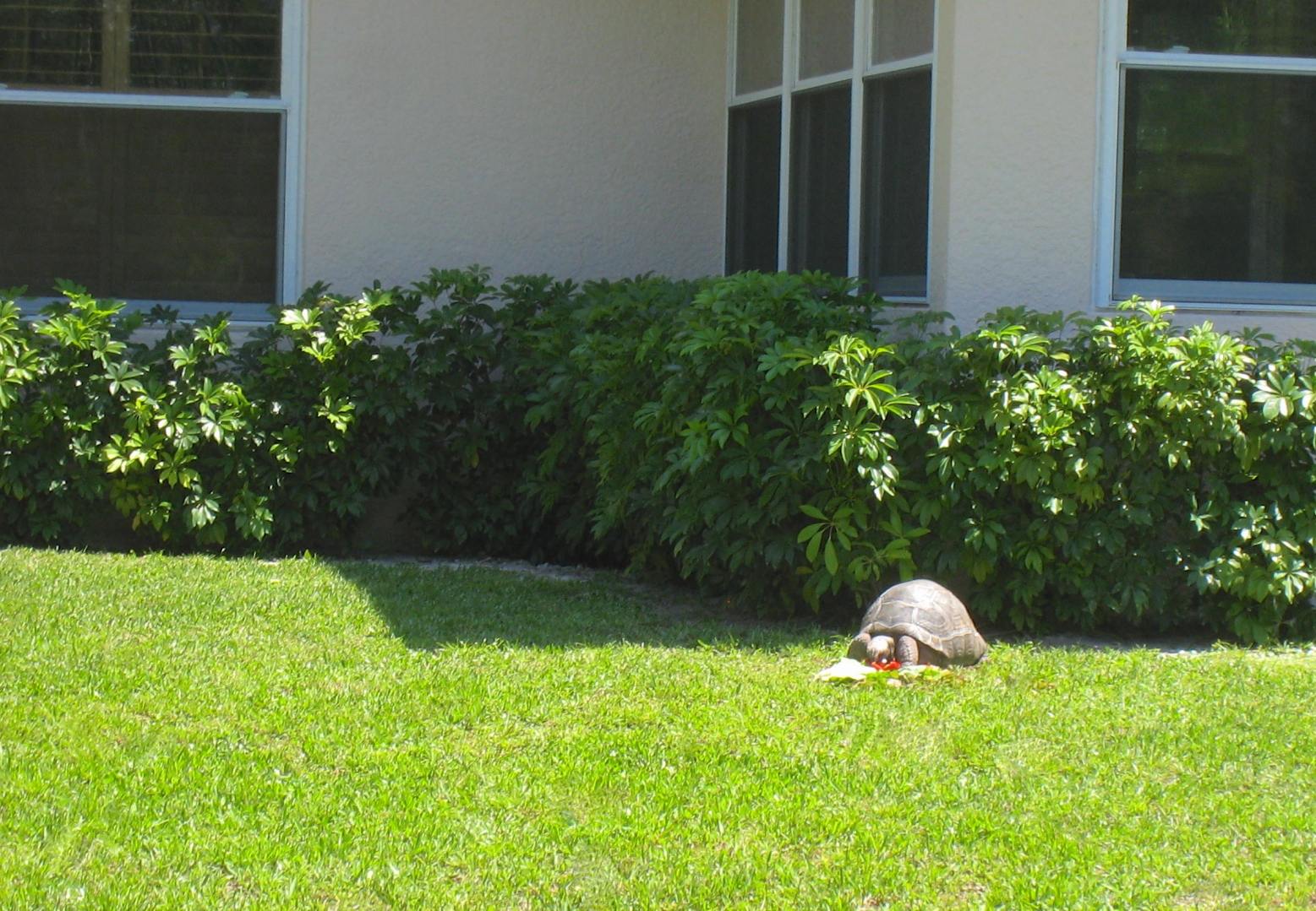 ALDABRAMAN // ALDABRA TORTOISE BREEDERS