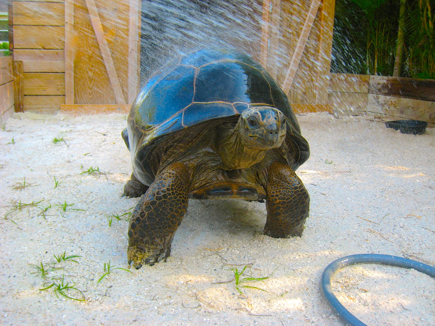 ALDABRAMAN // ALDABRA TORTOISE BREEDERS