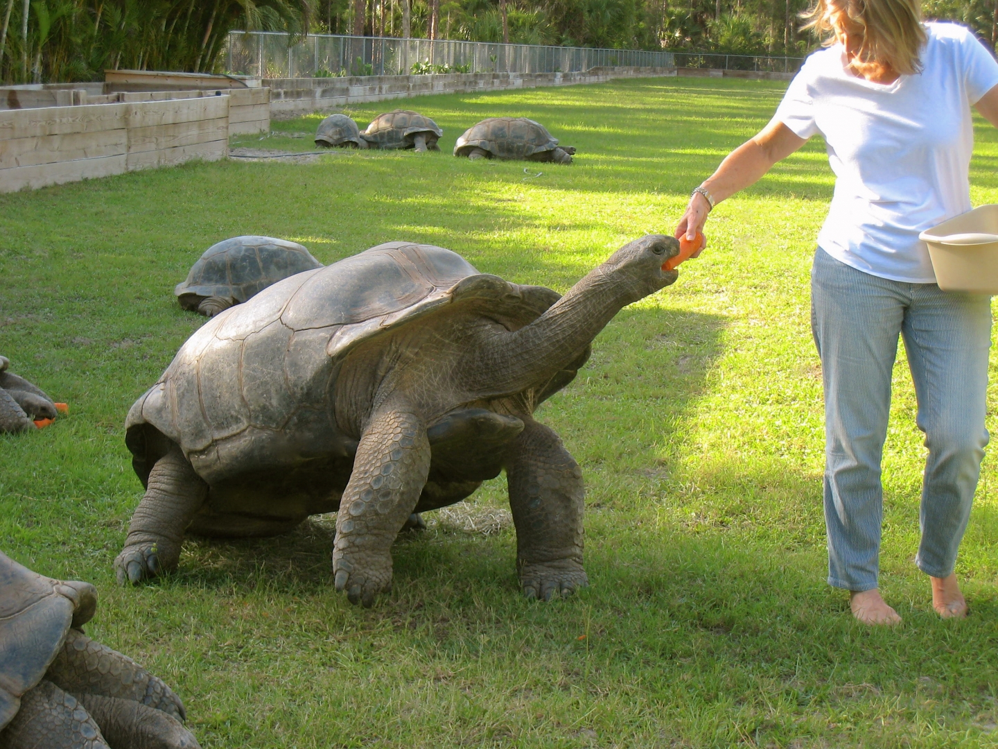 ALDABRAMAN // ALDABRA TORTOISE BREEDERS