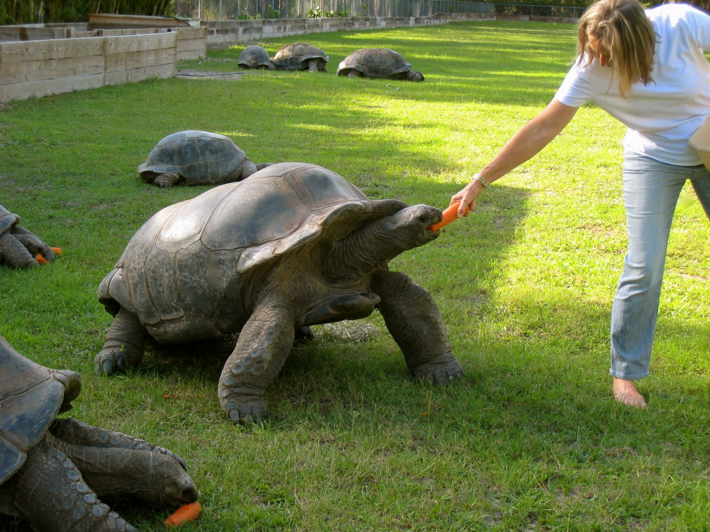 ALDABRAMAN // ALDABRA TORTOISE BREEDERS