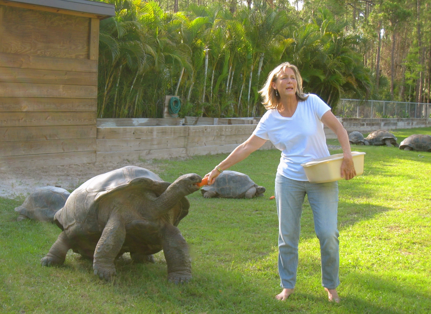 ALDABRAMAN // ALDABRA TORTOISE BREEDERS
