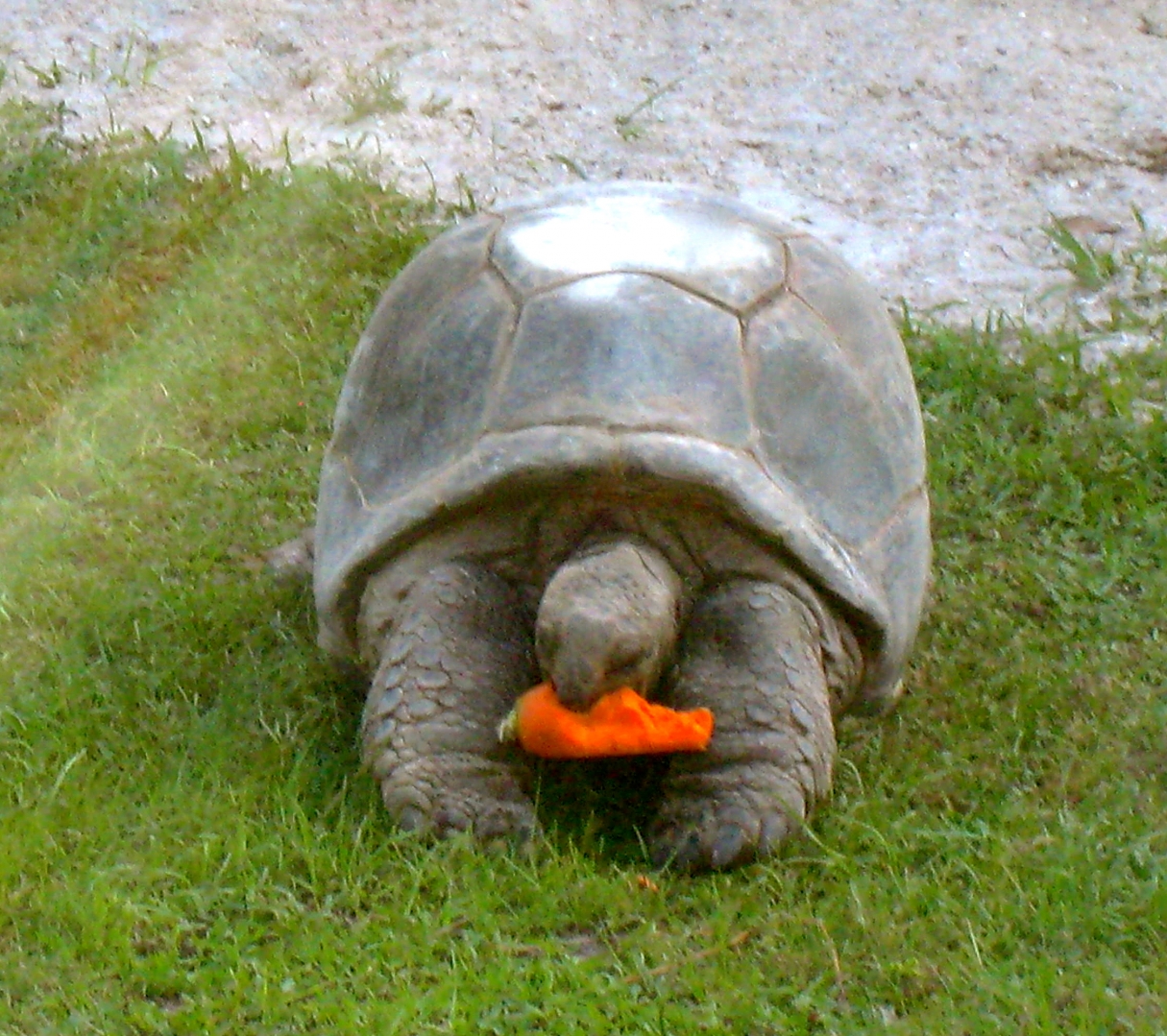 ALDABRAMAN // ALDABRA TORTOISE BREEDERS