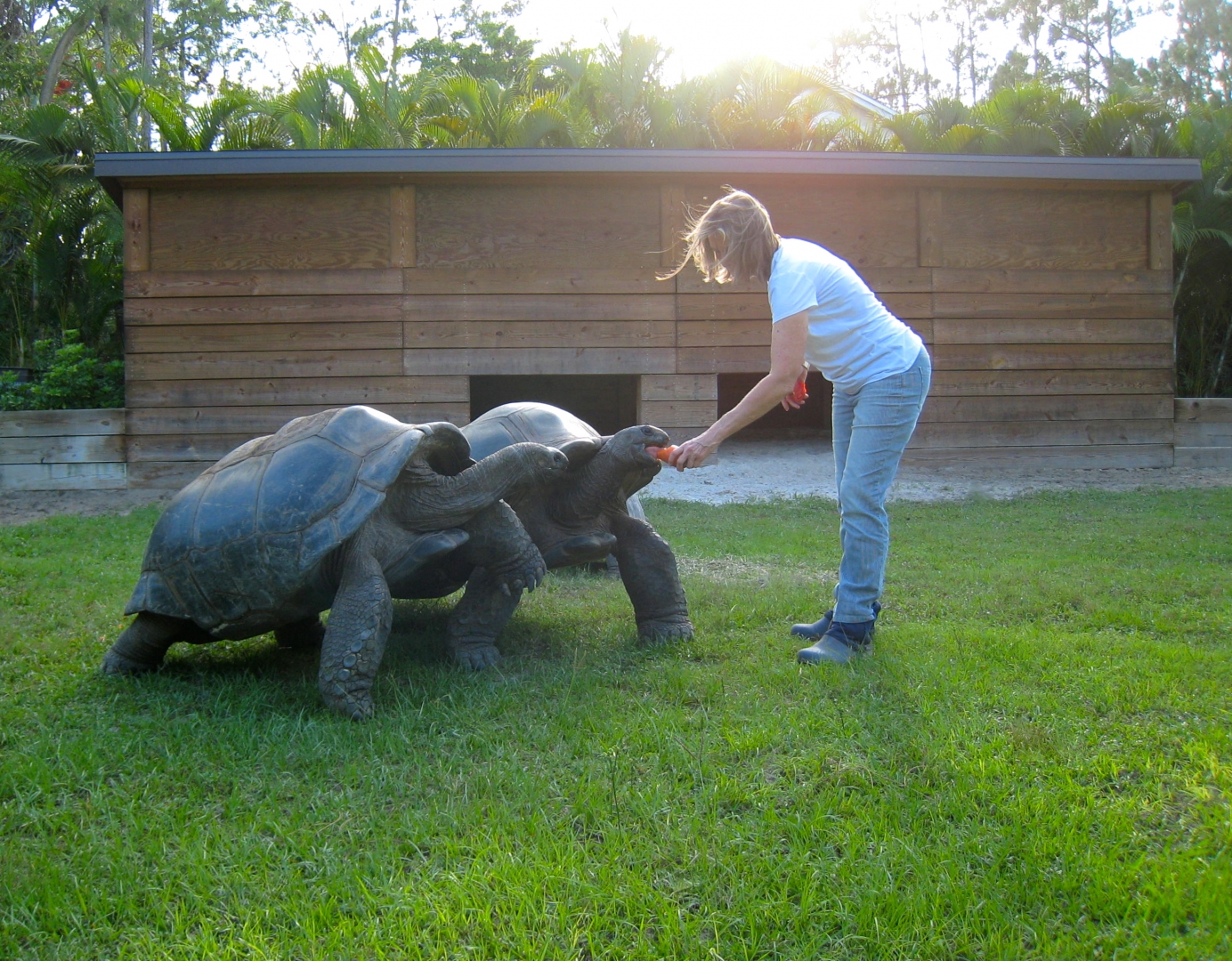 ALDABRAMAN // ALDABRA TORTOISE BREEDERS