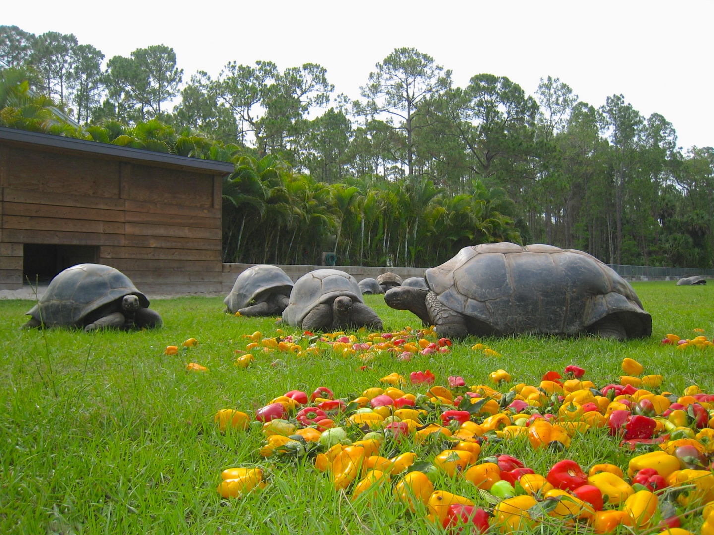 ALDABRAMAN // ALDABRA TORTOISE BREEDERS