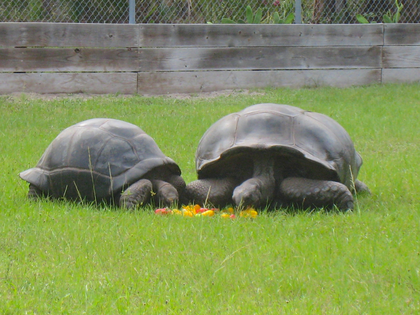 ALDABRAMAN // ALDABRA TORTOISE BREEDERS