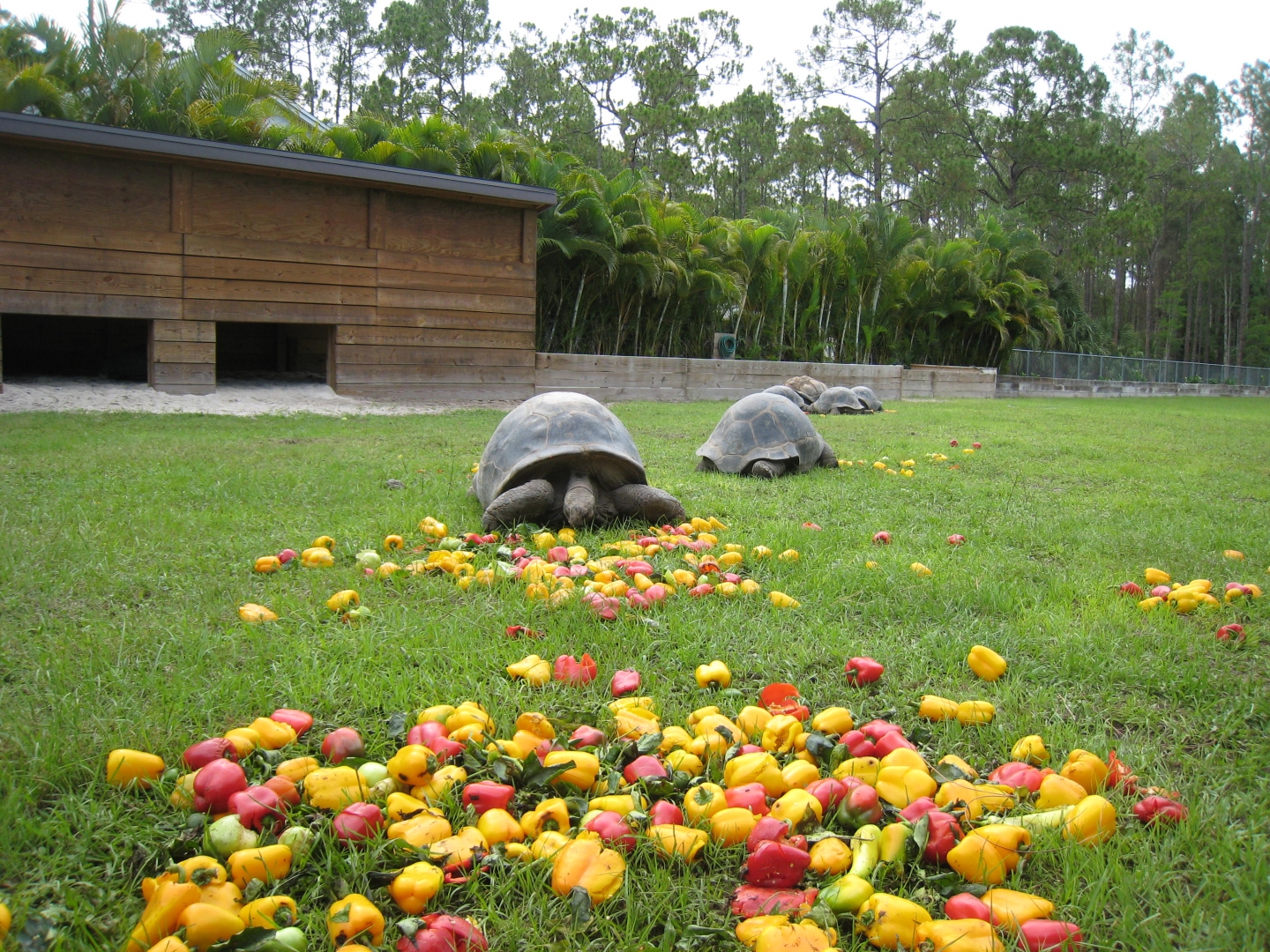 ALDABRAMAN // ALDABRA TORTOISE BREEDERS