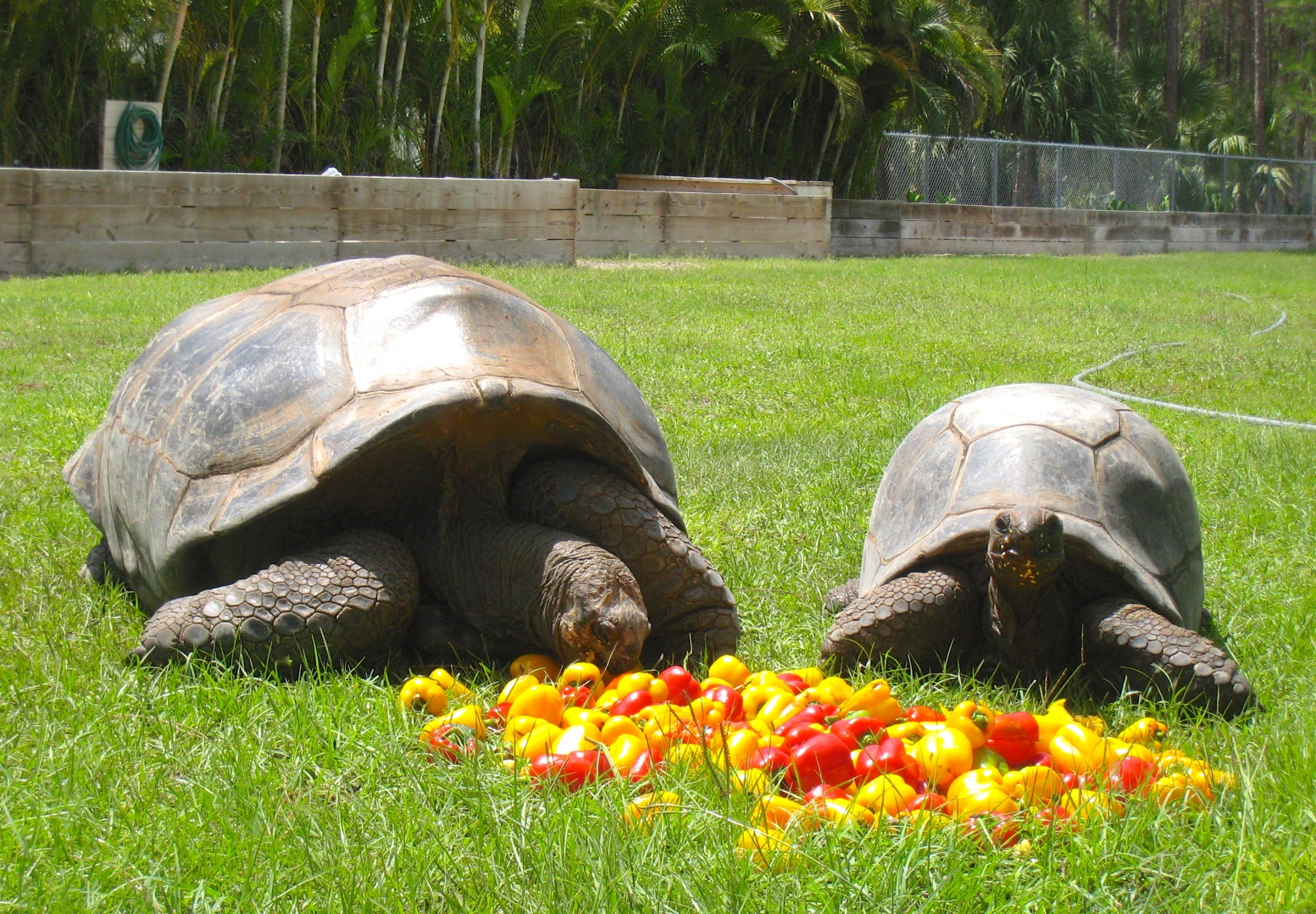 ALDABRAMAN // ALDABRA TORTOISE BREEDERS