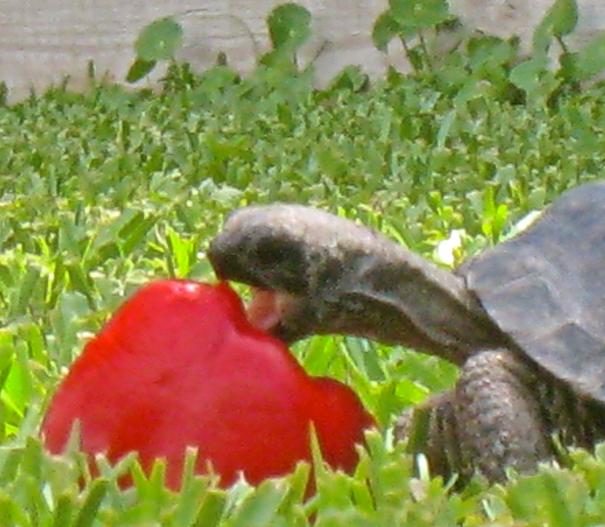 ALDABRAMAN // ALDABRA TORTOISE BREEDERS