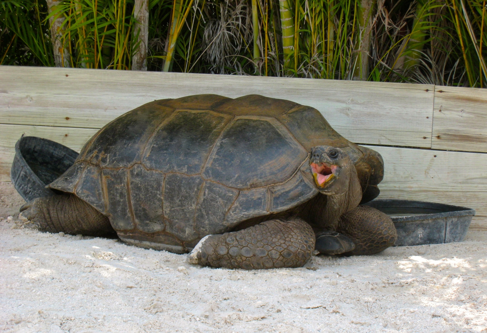 ALDABRAMAN // ALDABRA TORTOISE BREEDERS