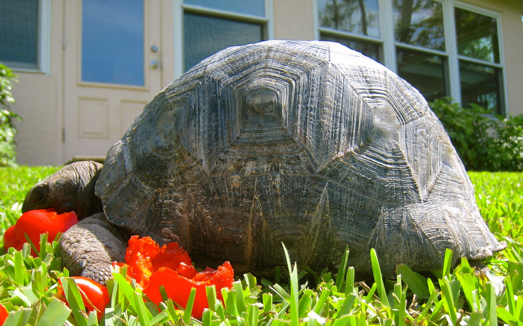 ALDABRAMAN // ALDABRA TORTOISE BREEDERS