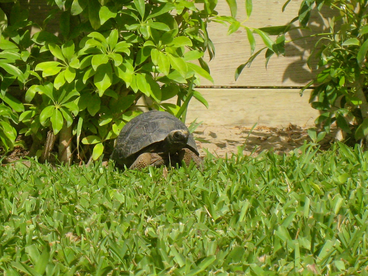 ALDABRAMAN // ALDABRA TORTOISE BREEDERS