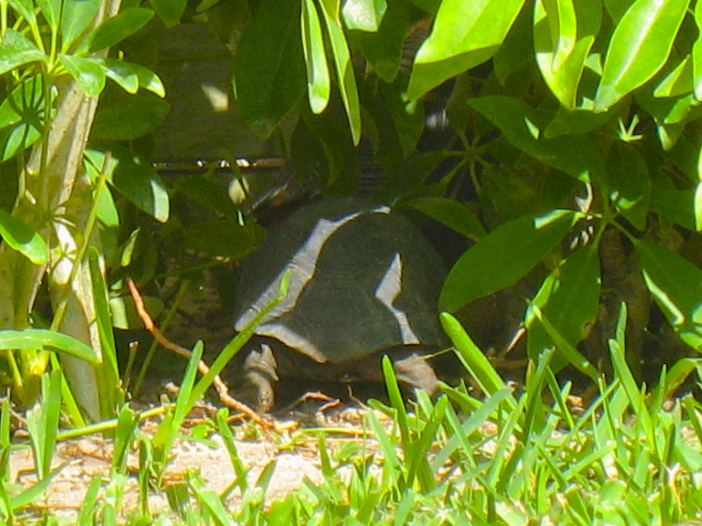 ALDABRAMAN // ALDABRA TORTOISE BREEDERS