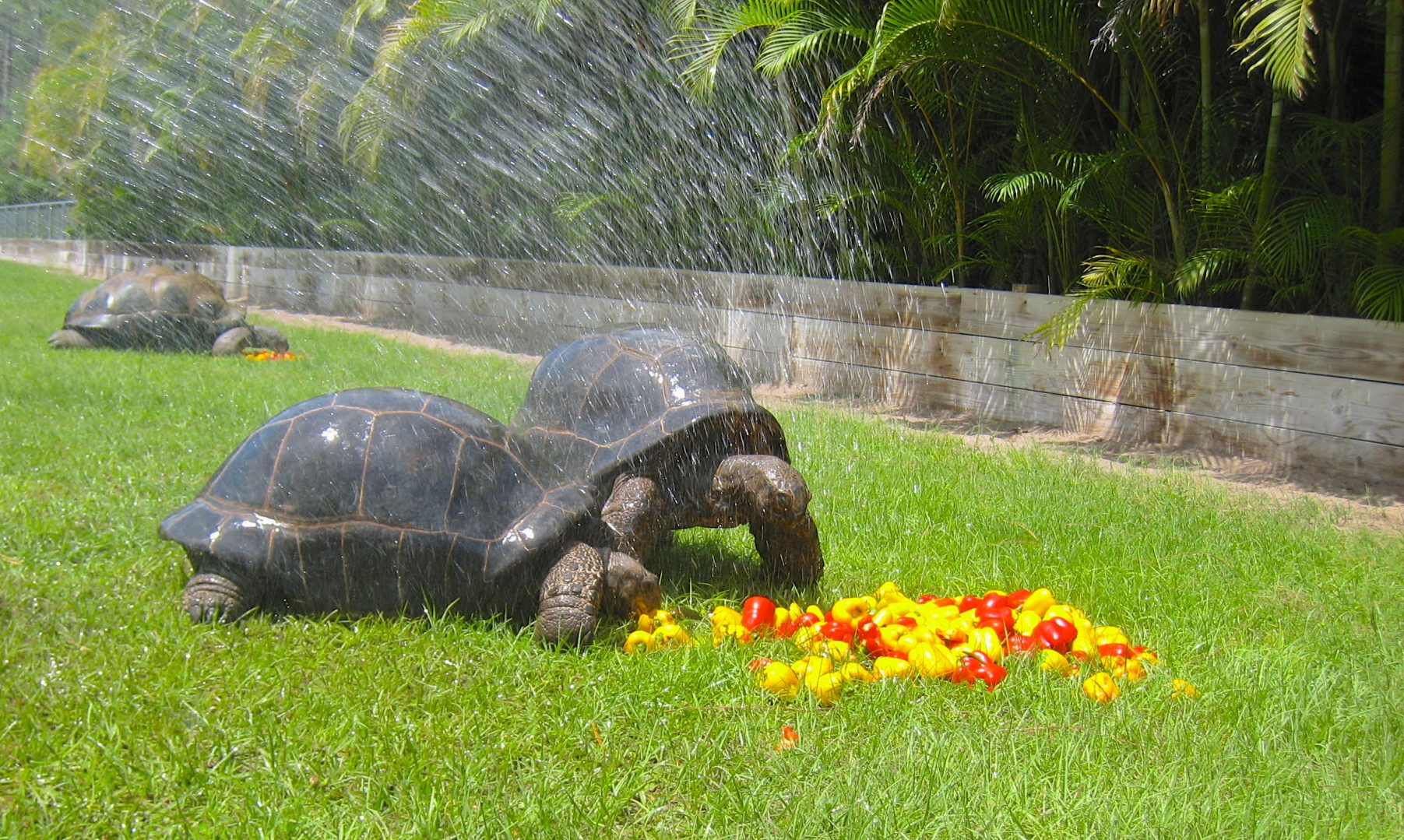 ALDABRAMAN // ALDABRA TORTOISE BREEDERS