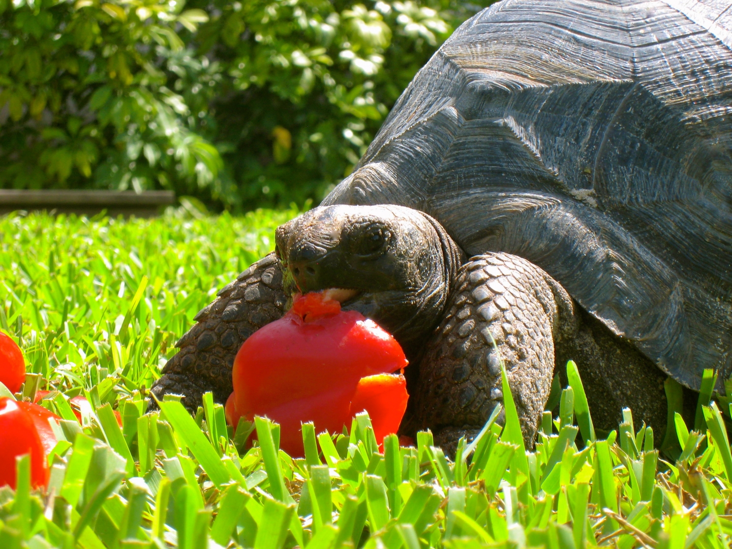 ALDABRAMAN // ALDABRA TORTOISE BREEDERS